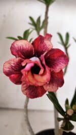 Planta Dobrada 3129 – 30cm – 02 anos