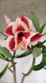 Planta Dobrada 3130 – 35cm – 03 anos - Imagem 6