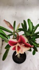 Planta Dobrada 3130 – 35cm – 03 anos - Imagem 4