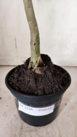 Planta Dobrada 3130 – 35cm – 03 anos - Imagem 8