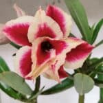 Planta Dobrada 3130 – 35cm – 03 anos