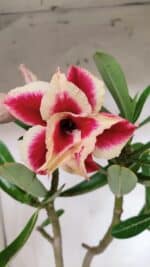 Planta Dobrada 3130 – 35cm – 03 anos