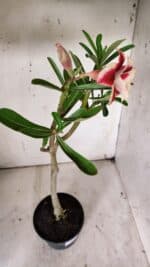 Planta Dobrada 3130 – 35cm – 03 anos - Imagem 5