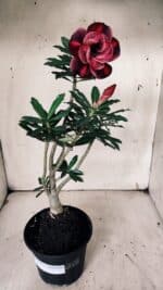 Planta Dobrada 3131 – 35cm – 03 anos - Imagem 2