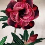 Planta Dobrada 3131 – 35cm – 03 anos