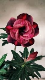 Planta Dobrada 3131 – 35cm – 03 anos