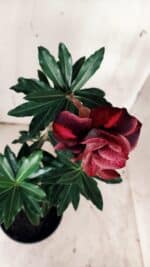 Planta Dobrada 3131 – 35cm – 03 anos - Imagem 4