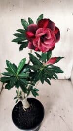 Planta Dobrada 3131 – 35cm – 03 anos - Imagem 5