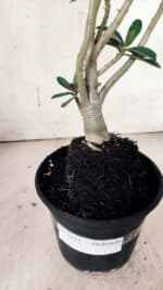 Planta Dobrada 3131 – 35cm – 03 anos - Imagem 7