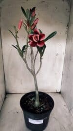 Planta Dobrada 3132 – 40cm – 03 anos - Imagem 2