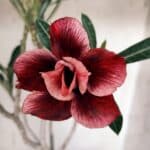 Planta Dobrada 3132 – 40cm – 03 anos