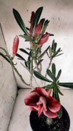 Planta Dobrada 3132 – 40cm – 03 anos - Imagem 4