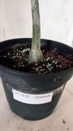 Planta Dobrada 3132 – 40cm – 03 anos - Imagem 7