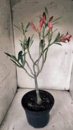 Planta Dobrada 3132 – 40cm – 03 anos - Imagem 5