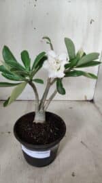 Planta Dobrada 3134 – 30cm – 02 anos - Imagem 2