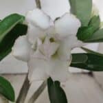 Planta Dobrada 3134 – 30cm – 02 anos