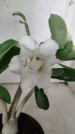 Planta Dobrada 3134 – 30cm – 02 anos