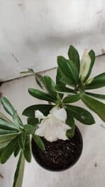 Planta Dobrada 3134 – 30cm – 02 anos - Imagem 4