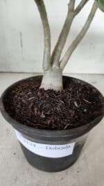 Planta Dobrada 3134 – 30cm – 02 anos - Imagem 8