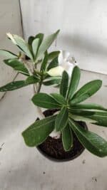 Planta Dobrada 3134 – 30cm – 02 anos - Imagem 7