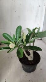 Planta Dobrada 3134 – 30cm – 02 anos - Imagem 6