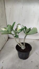 Planta Dobrada 3134 – 30cm – 02 anos - Imagem 5