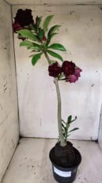 Planta Dobrada 3135 – 35cm – 03 anos - Imagem 2