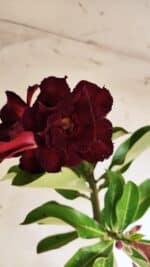 Planta Dobrada 3135 – 35cm – 03 anos - Imagem 5