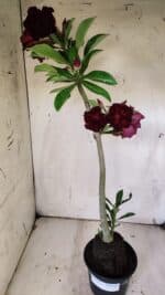 Planta Dobrada 3135 – 35cm – 03 anos - Imagem 8