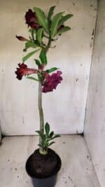 Planta Dobrada 3135 – 35cm – 03 anos - Imagem 7