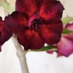 Planta Dobrada 3135 – 35cm – 03 anos