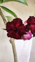 Planta Dobrada 3135 – 35cm – 03 anos - Imagem 3