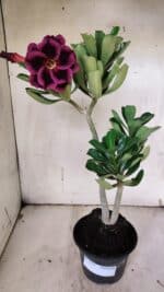 Planta Dobrada 3136 – 35cm – 03 anos - Imagem 2