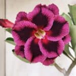 Planta Dobrada 3136 – 35cm – 03 anos