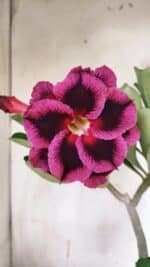 Planta Dobrada 3136 – 35cm – 03 anos