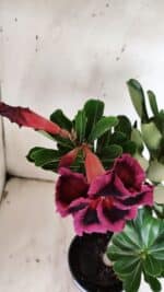 Planta Dobrada 3136 – 35cm – 03 anos - Imagem 4