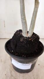 Planta Dobrada 3136 – 35cm – 03 anos - Imagem 8