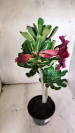 Planta Dobrada 3136 – 35cm – 03 anos - Imagem 5