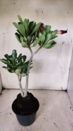 Planta Dobrada 3136 – 35cm – 03 anos - Imagem 7