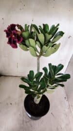 Planta Dobrada 3136 – 35cm – 03 anos - Imagem 6