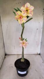 Planta Dobrada 3137 – 35cm – 03 anos - Imagem 2