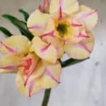 Planta Dobrada 3137 – 35cm – 03 anos