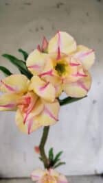 Planta Dobrada 3137 – 35cm – 03 anos