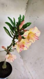 Planta Dobrada 3137 – 35cm – 03 anos - Imagem 4