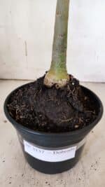 Planta Dobrada 3137 – 35cm – 03 anos - Imagem 8