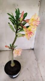 Planta Dobrada 3137 – 35cm – 03 anos - Imagem 7