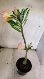 Planta Dobrada 3137 – 35cm – 03 anos - Imagem 6