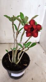Planta Dobrada 3138 – 30cm – 02 anos - Imagem 2