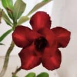 Planta Dobrada 3138 – 30cm – 02 anos