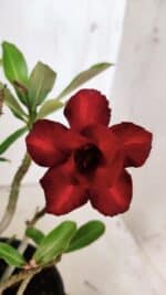 Planta Dobrada 3138 – 30cm – 02 anos